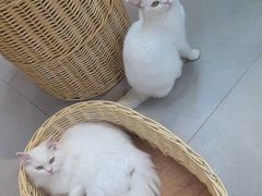 -Heymao猫咖.咖啡厅(东门店)