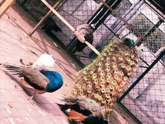 -长白岛森林公园