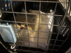-唐小姐の猫狗洗护·购宠旗舰店(周浦万达店)