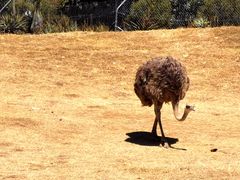 -威勒比开放式动物园