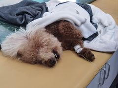 -爱侣宠医·鹦鹉专科·小型哺乳类·异宠专科(灵石路店)