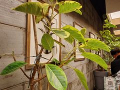 -Wood Garden(合生汇店)