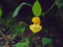 -秦岭终南山世界地质公园翠华山景区