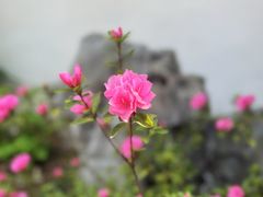 -上海醉白池公园