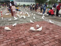 -飞来湖湿地公园