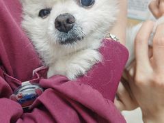 -瑞派康怡24h宠物医院·犬猫医疗中心·微创绝育(瑞景分院)