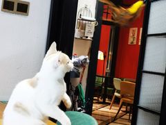 -猫色咖啡·猫咖