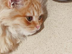 -藏猫猫咖啡主题馆(中央大道店)