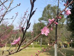 -桃花岭景区