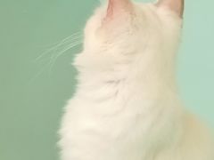 -怪兽屋·羊驼·猫咖·狗咖(俊华广场店)