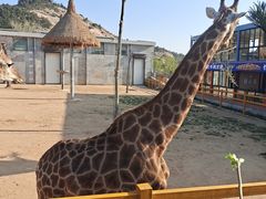 -西霞口神雕山野生动物世界