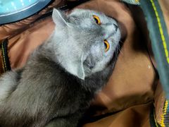 -荔康动物医院(康王北路店)