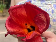 -中国科学院西双版纳热带植物园
