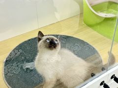 -青奢宠物·青奢猫舍