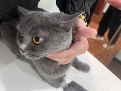 -瑞派动物医院·绝育·犬猫全科·预防医学(光景江南中店)