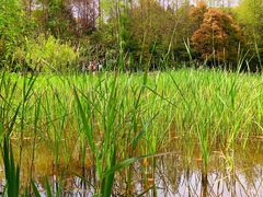 -吴淞炮台湾湿地森林公园烧烤区