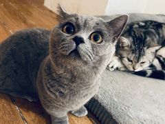 -猫友咖啡店(玉林西路店)