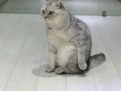 -喵的天空名猫咖啡馆·撸猫·猫舍·用品