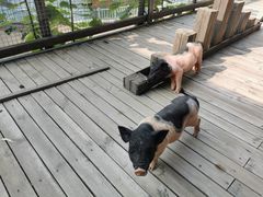 -北京鹿世界主题园