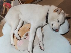 -柴务处·柴犬主题狗咖