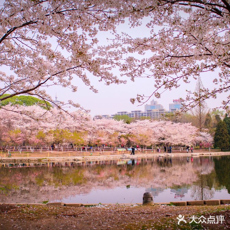 独享玉渊潭樱花🌸🌸,这份攻略请收好