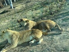 -北京野生动物园