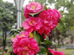 -文华公园(禅城区)