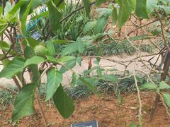 -东莞植物园