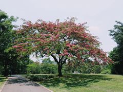 -中国科学院西双版纳热带植物园