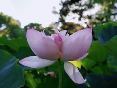 -陈家山荷花公园