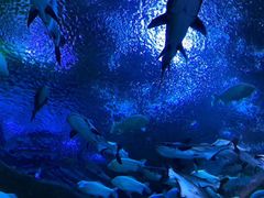 -成都浩海立方海洋公园