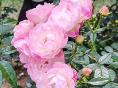 -人民公园(罗湖区)