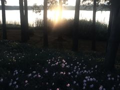 -贡湖湾湿地公园