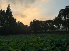-黄兴公园
