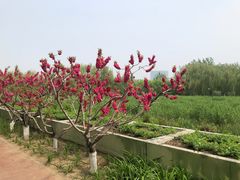 -大兴滨河森林公园