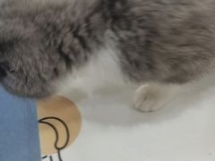 -佑安动物医院·全科·内窥镜中心(幸福巷店)