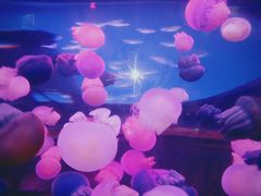 -芜湖新华联大白鲸海洋公园