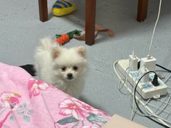 -瑞派宠物医院·中兽医专科(中央商城分院)