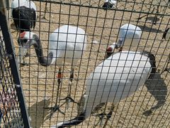 -盐城丹顶鹤湿地生态旅游区