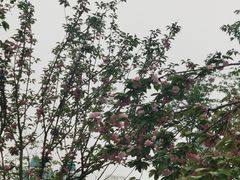 -西北湖绿化广场