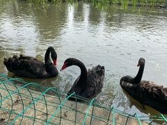 景点-鹅湖玫瑰文化园