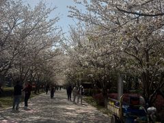 -高东镇樱花园