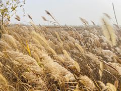 -野鸭湖国家湿地公园
