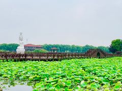 -荷塘月色湿地公园·向阳花洲