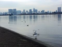 -台场海滨公园船码头