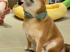 -逗柴咖啡屋·狗咖猫咖宠物桌游