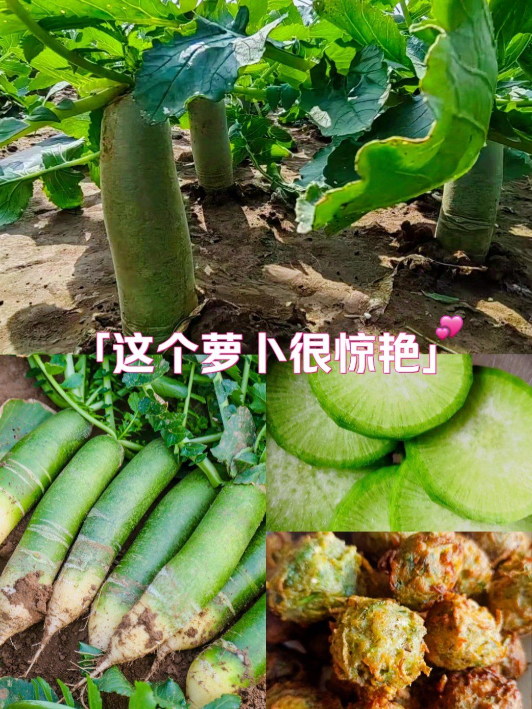 潍坊萝卜皮:冬季里的"小人参"