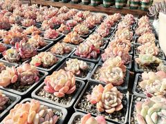 -呀路古热带植物园