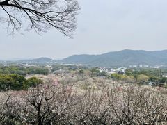 -香雪海