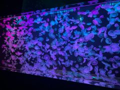 -贝林大翅鲸简餐厅(国家海洋博物馆店)